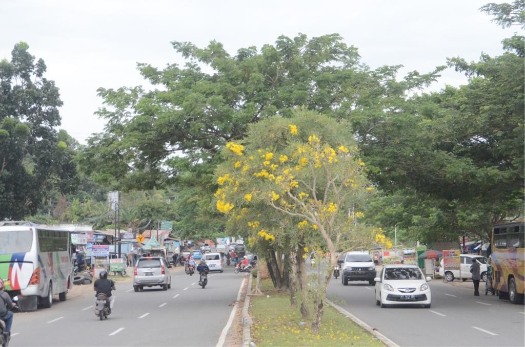 Nuansa Kuning Tebebuya di Taman Median Jl APT Pranoto