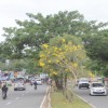Nuansa Kuning Tebebuya di Taman Median Jl APT Pranoto